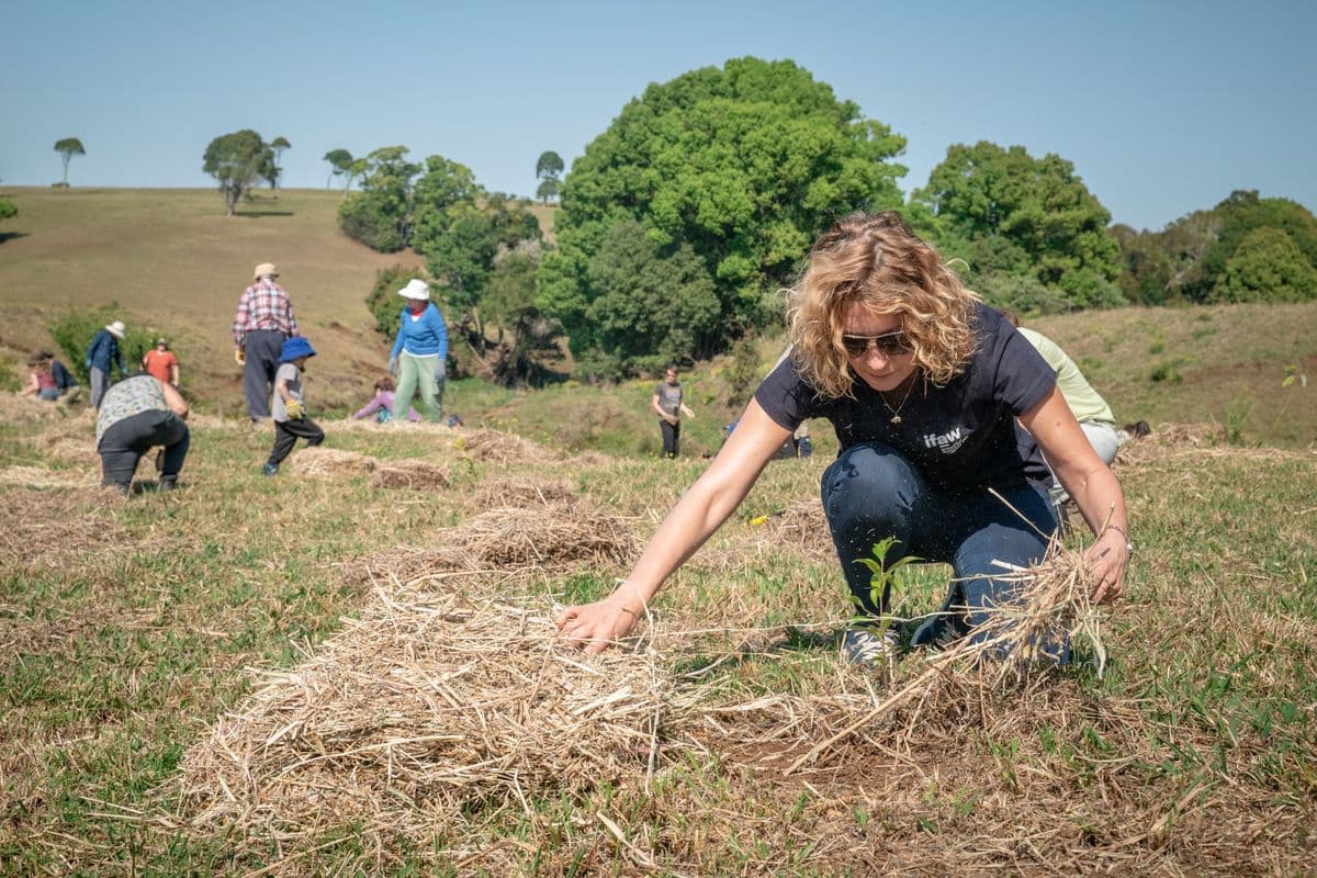 Un groupe de bénévoles plante des arbres en extérieur